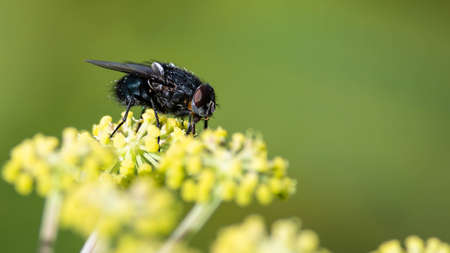Clever Little Fly Resting on the Edge of the Delicate Yellow Flower