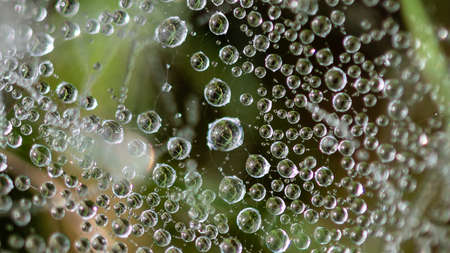 Reflections in the Tiny Drops of Dew Clinging to the Strands of a Spiderâ€™s Web