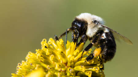 Bee Gathering Pollen from an Accommodating Flower