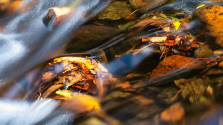 Wet Fallen Leaves in Late Autumnの写真素材