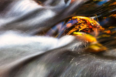 Wet Fallen Leaves in Late Autumn