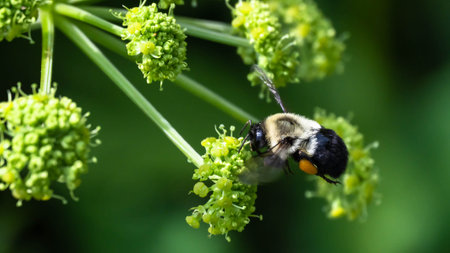 Bee Gathering Pollen from an Accommodating Flowerの写真素材