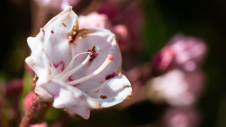 Mountain Laurel Blooming in the Appalachian Springの写真素材