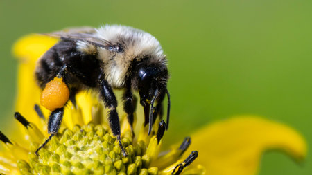 Bee Gathering Pollen from an Accommodating Flower