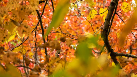 Stunning Colors of Autumn Hidden Deep in the Green Forestの写真素材
