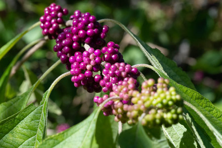 Cluster of Purple American Beautyberries Among the Green Leavesの写真素材