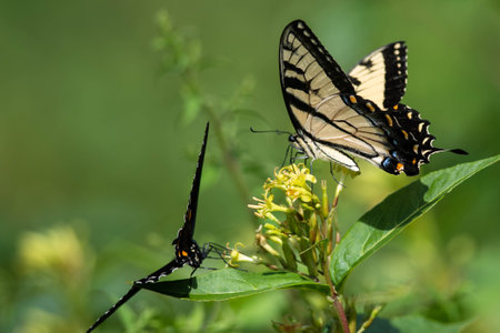 Eastern Tiger Swallowtail Butterfly Sipping Nectar from the Accommodating Flowerの写真素材