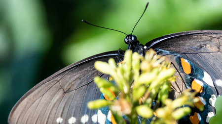 Eastern Tiger Swallowtail Butterfly Sipping Nectar from the Accommodating Flowerの写真素材