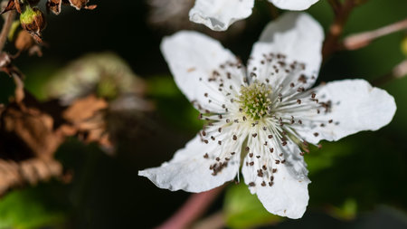 White Brambles Blooming in the Appalachian Springの写真素材