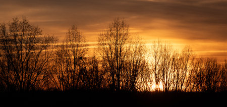 Bare Winter Trees Standing Silently as the Sun Sets Behind themの写真素材