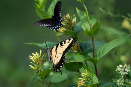 Eastern Tiger Swallowtail Butterfly Sipping Nectar from the Accommodating Flowerの写真素材