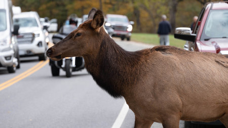 Cautious Elk Crossing a Busy Highway on a Beautiful Autumn Morningの写真素材