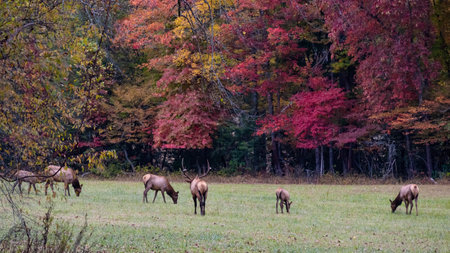 Large Bull Elk Watching Over His Harem During the Autumn Rutの写真素材