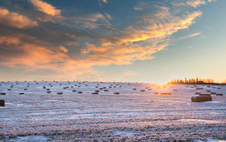 Square hay bales on a winter harvested field in the Canadian prairies at sunrise.