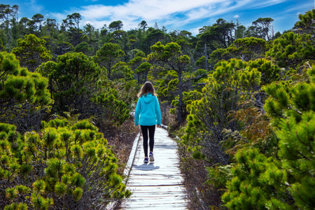 A person walking on a wooden boardwalk at the Bog Trail along coastal Shore Pine Trees in Pacific Rim National Parkの写真素材