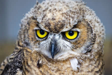 Zoom in photograph of a juvenile great horned owl hunting.の写真素材