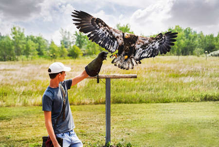 Coaldale Alberta Canada, July 27 2021: A trained specialist catches a Juvenile bald headed eagle at the Birds of Prey Center.のeditorial素材