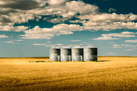 Grain silos filled with wheat on the Alberta Prairies in North Americaの写真素材