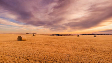 Round straw bales sitting on a harvested barley field under a dramatic sky in Rockyview County Alberta Canada.の写真素材