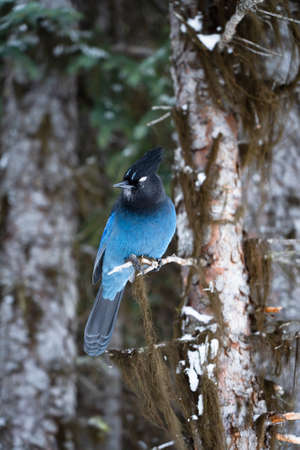 A Steller Jay standing on a branch of a tree begging for food at Rawson Lake in Kananaskis Provincial Park Alberta.の写真素材