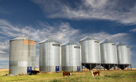 Rocky View County Alberta Canada, June 09 2022: Grain silos stand tall with cattle along a wheat field on the Canadian Prairies.のeditorial素材