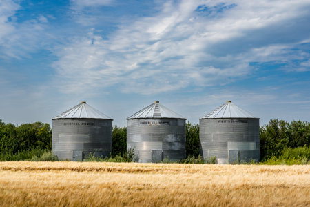 Kneehill County Alberta Canada, August 30 2022: Grain bins standing on a barley field during summer harvest on the Canadian prairies.のeditorial素材