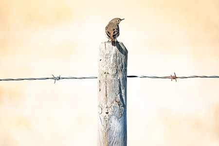 An American Pipit standing on a barbed wire fence wooden post during fall migration off the North American prairies in Rocky View County Alberta Canada,の写真素材