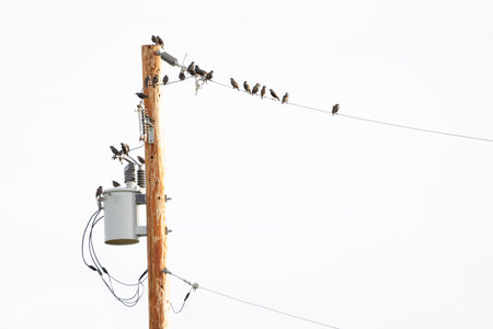 Flock of migrating Starlings perched on a power line and wooden power pole in Rocky View County Alberta Canada.の写真素材