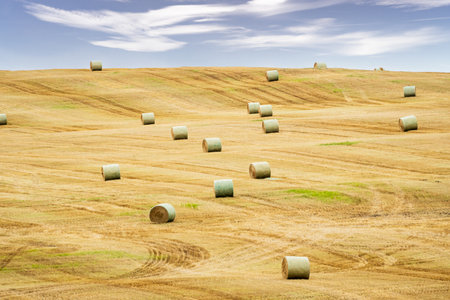 Round hay rolls sitting on a hillside during summer harvest along the Midwest on the North American...