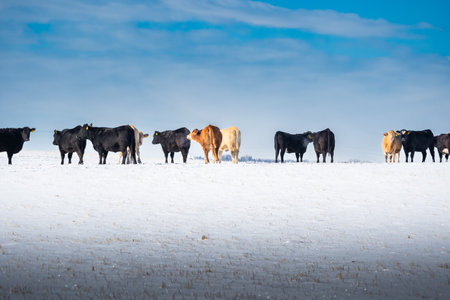 Cattle standing in a row on a snow covered field at a Western Ranch in Alberta Canadaの写真素材