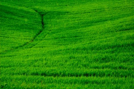 Green sloping wheat fields.の写真素材