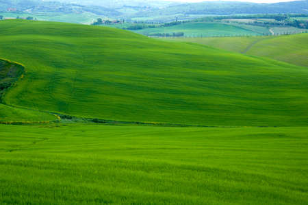 Green sloping wheat fields.の写真素材