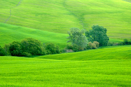 Green sloping wheat fields.の写真素材