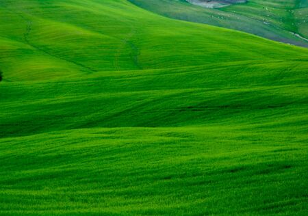 Green sloping wheat fields.の写真素材
