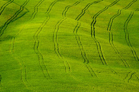 Sloping green fields of wheat lined with tractor tire tracks.
