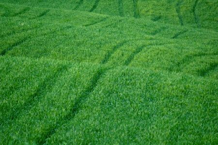 Green luxuriant sloping fields of wheat in the Tuscany region of Italy. This is in Val d'Orcia, a valley in the heart of Tuscany that is a UN World Heritage Site.の写真素材