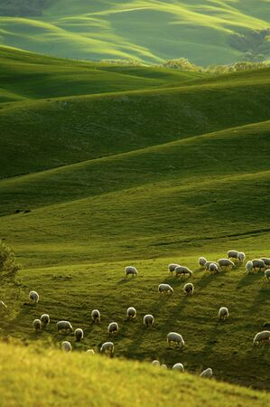 Sheep grazing fields in the Tuscany region of Italy, in warm glow of evening light.の写真素材