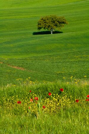 Tree and poppies, Tuscany, Italyの写真素材