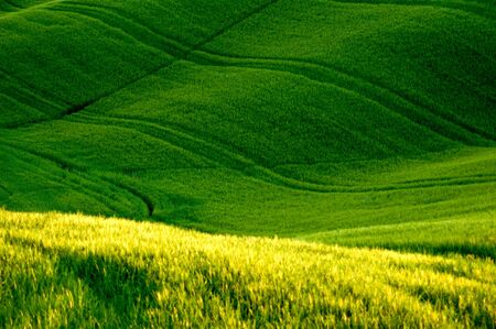 Green luxuriant sloping fields of wheat in the Tuscany region of Italy. This is in Val d'Orcia, a valley in the heart of Tuscany that is a UN World Heritage Site.の写真素材