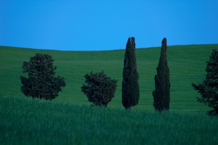 Trees and fields at twilight, in the Tuscany region of Italy.の写真素材