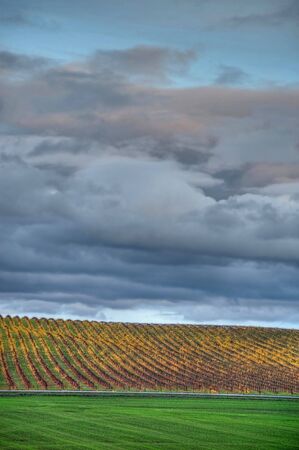 Vineyard in yellow autumnal colors, with a road and fields of grassの写真素材