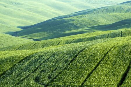 Green luxuriant sloping fields of wheat in the Tuscany region of Italy. This is in Val d'Orcia, a valley in the of Tuscany that is a UN World Heritage Site.の写真素材
