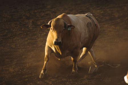 Bull in a rodeo, in late afternoon light.の写真素材