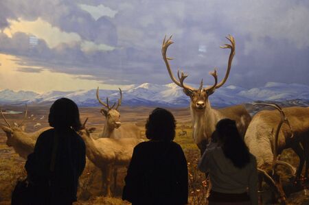 Silhouettes of people standing in front of the dioramas at the Natural History Museum in New York.の写真素材