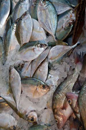 Fish on ice, displayed at a market.の写真素材
