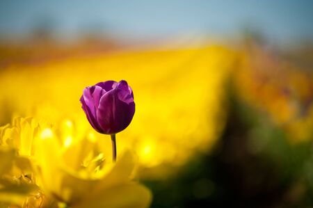 A large field of blooming, colorful tulips, planted in rows.の写真素材