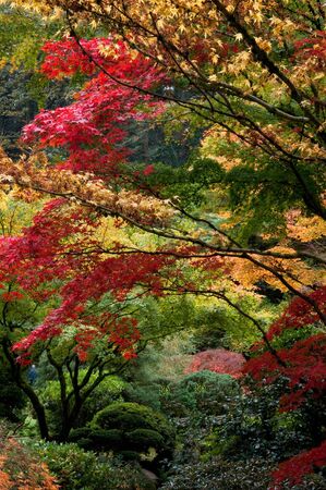 Trees with red and yellow leaves in the fallの写真素材