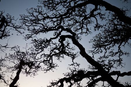 Oak branches in silhouette against the clear evening skyの写真素材