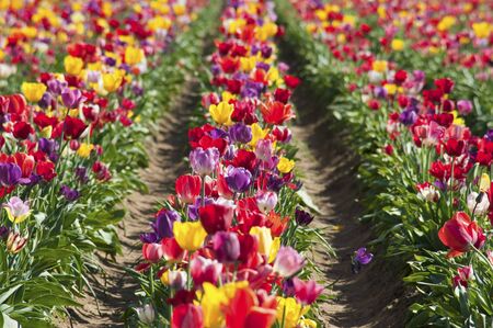 A large field of blooming, colorful tulips, planted in rows.の写真素材
