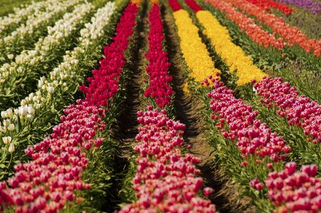 A large field of blooming, colorful tulips, planted in rows.の写真素材